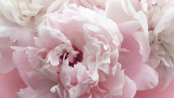 Romantické růžové pivoňky, pastelové pivoňkové květy v květu jako svátky, svatby a květinové zázemí