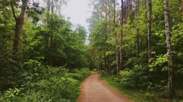 Μονοπάτι στο δάσος την ηλιόλουστη μέρα, μονοπάτι πεζοπορίας στο δάσος και διάδρομος μέσα από πράσινα δέντρα όπως η φύση, το τοπίο και το φυσικό περιβάλλον — Αρχείο Βίντεο