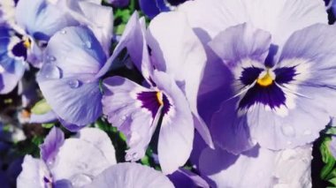 Mor çiçekler sabah çiğ taneleriyle bahçeye düşer. Doğa, çiçek ve bahçeyle ilgilenir.