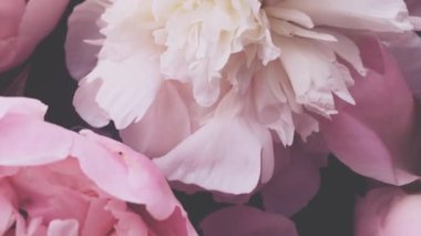 Pembe şakayıklar, rengarenk şakayık çiçekleri bayram, düğün ve çiçeklerle süslenir.