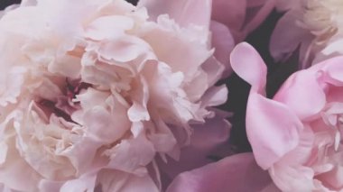 Pembe şakayıklar, rengarenk şakayık çiçekleri bayram, düğün ve çiçeklerle süslenir.