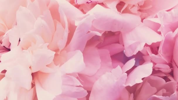 Růžové pivoňky v květu, pastelové pivoňkové květy jako svátky, svatby a květinové zázemí — Stock video