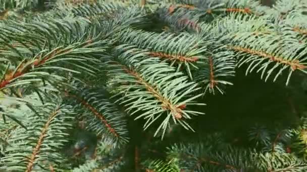Ramo de árvore de abeto close-up, como natureza, férias de Natal e fundo de planta sempre verde — Vídeo de Stock