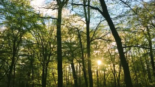 太陽が森の中の木々の上に輝き、日没時の緑の葉、自然環境と自然 — ストック動画