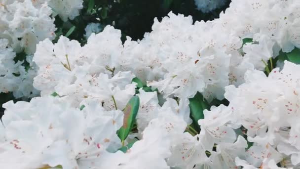 植物园中的白杜鹃花作为自然、假日和花卉背景 — 图库视频影像