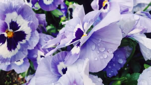 Purple flowers with morning dew water drops in garden as nature, floral and gardening — Stock Video