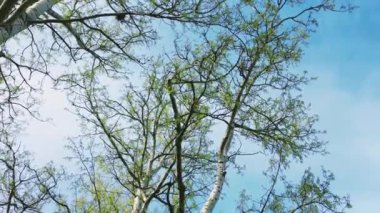 Doğa, manzara ve doğal ortam olarak mevsim ortası boyunca ağaçların ve gökyüzünün tepeleri