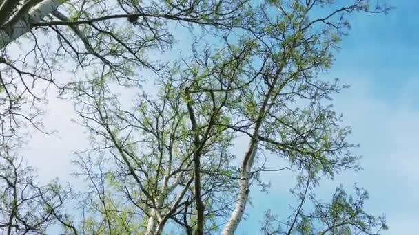 Tops de árboles y cielo durante la mitad de la temporada como naturaleza, paisaje y entorno natural — Vídeo de stock