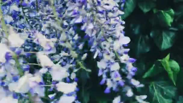 Violet wisteria flowers and leaves in botanical garden as floral background, nature and flowering — Stock Video