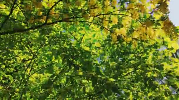 Árboles en el bosque y el cielo azul, follaje verde como naturaleza, paisaje y entorno natural — Vídeos de Stock