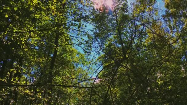 Bomen in bos en blauwe lucht, groen gebladerte als natuur, landschap en natuurlijke omgeving — Stockvideo