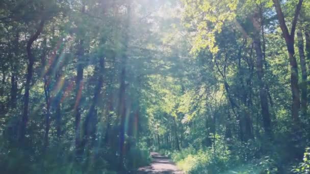 太陽は森の木々の上に輝き、緑の葉は日没時に自然、景観、自然環境として輝きます。 — ストック動画