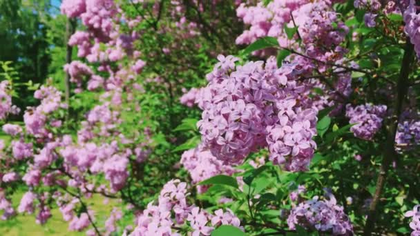 Botanik bahçesinde tabiat, bayram ve çiçekli şırınga ya da leylak çiçekleri — Stok video