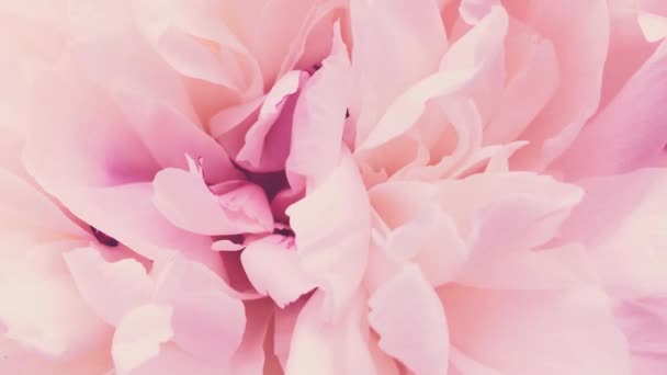 Розовые пионы в цветении, соцветия пионов как праздник, свадьба и цветочный фон — стоковое видео