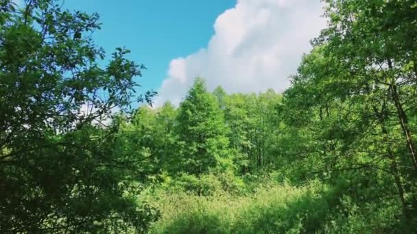 森と青空の木々、自然としての緑の葉、景観と自然環境 — ストック動画