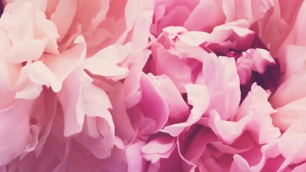 Рожеві півонії в цвітіння, пастельні півонійні квіти як свято, весілля та квітковий фон — стокове відео