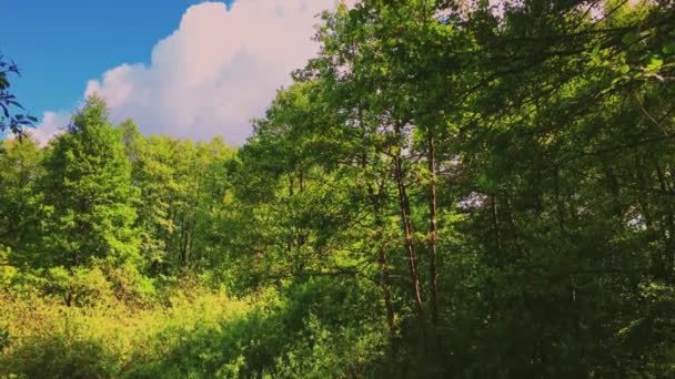 Дерева в лісі і блакитному небі, зелене листя як природа, ландшафт і природне середовище — стокове відео