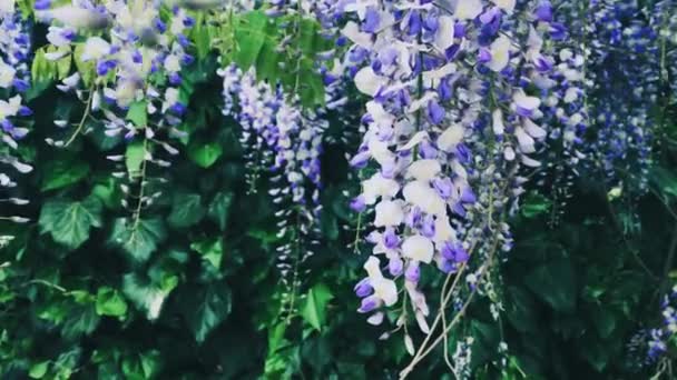 Glicine viola fiori e foglie nell'orto botanico come sfondo floreale, natura e fioritura — Video Stock
