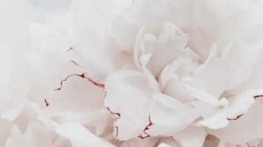 Çiçekli beyaz şakayıklar, tatil olarak pastel şakayık çiçekleri, düğün ve çiçek arkaplanı
