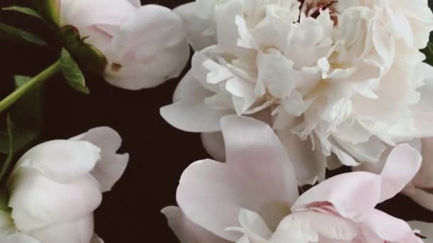 Вінтажні півонії, пастельні квіти півоній у розквіті як свято, весілля та квітковий фон — стокове відео