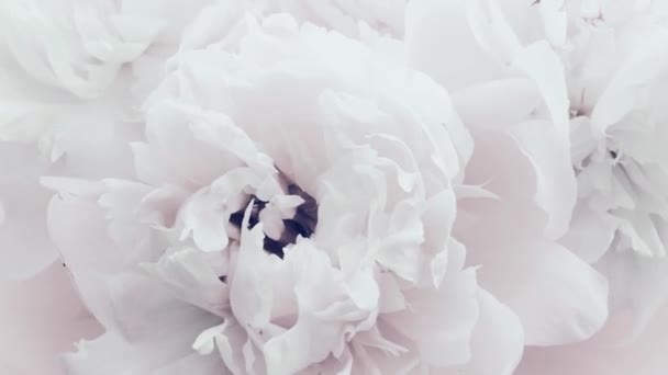 Pure witte pioenrozen, pastel pioenroos bloemen in bloei als vakantie, bruiloft en bloemen achtergrond — Stockvideo