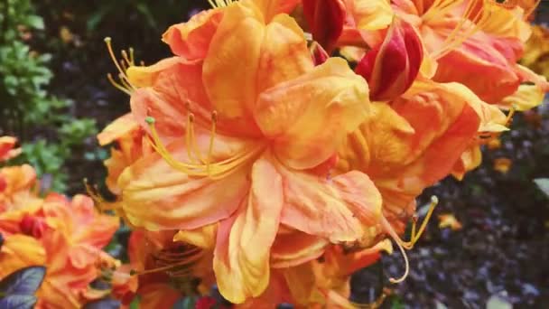 橙花盛开在夏天的花园，花朵盛开，花朵繁茂，自然繁茂 — 图库视频影像