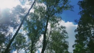 Güneş ormandaki ağaçların tepelerinde parlar, güneş batarken yeşil yapraklar doğa, manzara ve doğal çevre olarak.