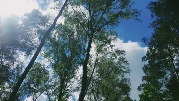 Sun shines through tops of trees in forest, green foliage at sunset as nature, landscape and natural environment — Stock Video