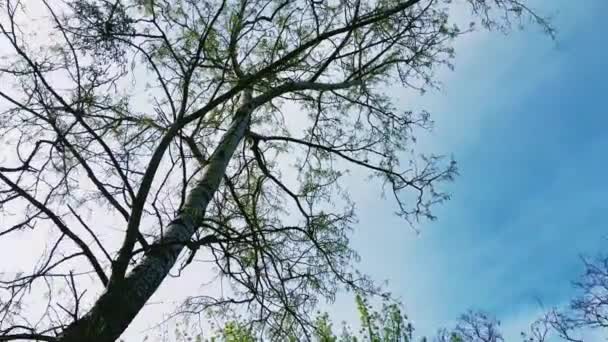 Hauts des arbres et du ciel en milieu de saison comme nature, paysage et environnement naturel