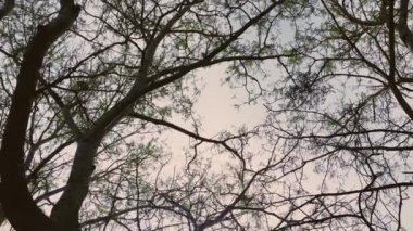 Doğa, manzara ve doğal ortam olarak mevsim ortası boyunca ağaçların ve gökyüzünün tepeleri