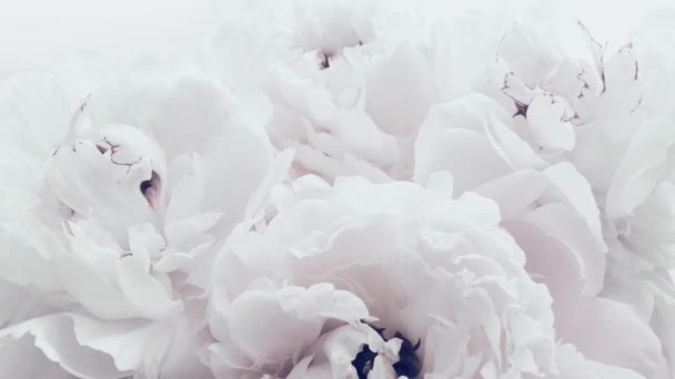 Peônias brancas puras, flores de peônia pastel em flor como feriado, casamento e fundo floral — Vídeo de Stock