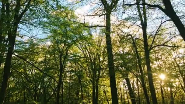 O sol brilha através de topos de árvores na paisagem florestal, folhagem verde ao pôr do sol, ambiente natural e natureza — Vídeo de Stock