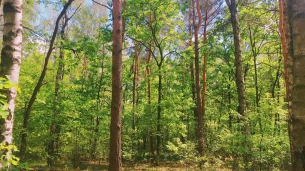 Słońce świeci przez drzewa w słonecznym lesie, zielone liście w lesie jako przyroda, krajobraz i środowisko naturalne — Wideo stockowe