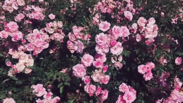 素晴らしいバラの庭、自然、花や花の背景として晴れた日に屋外でピンクのバラを咲かせる — ストック動画