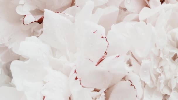 Белые пионы в цвету, пастельные пионы цветы, как праздник, свадьба и цветочный фон — стоковое видео