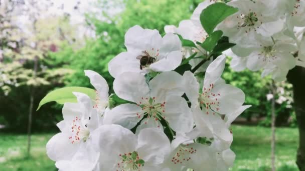 Fleur de pommier dans le jardin vert de printemps, fleurs blanches en fleurs comme floral, nature et jardinage — Video