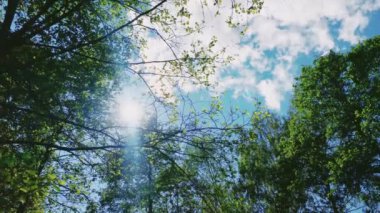 Orman manzarasında ağaçların tepelerinde güneş parlar, günbatımında yeşil yapraklar, doğal çevre ve doğa