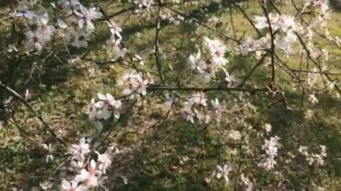 Yeşil botanik bahçesinde çiçek açan elma ağacı, çiçek açan beyaz çiçekler, doğa ve çiçek.