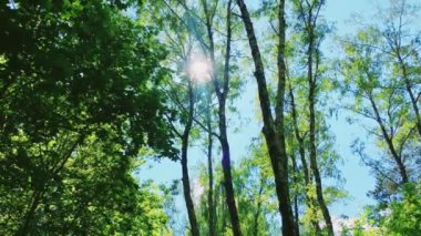 Güneş ormandaki ağaçların tepelerinde parlar, güneş batarken yeşil yapraklar doğa, manzara ve doğal çevre olarak.