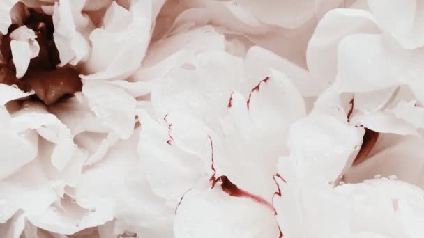 Peonías blancas en flor, flores de peonía pastel como vacaciones, boda y fondo floral — Vídeo de stock