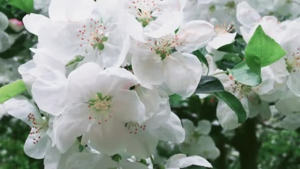 Fleur de pommier dans le jardin vert de printemps, fleurs blanches en fleurs comme floral, nature et jardinage — Video