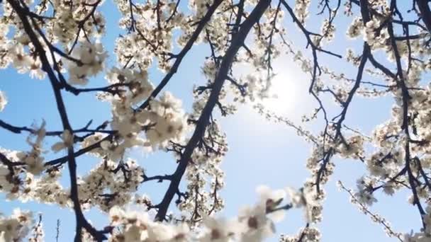 Blommande äppelträd och blå himmel på våren, vita blommor i blom, blommor och natur — Stockvideo