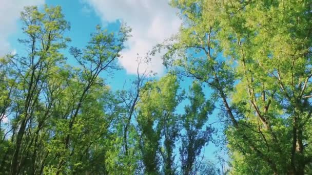 Árboles en el bosque y el cielo azul, follaje verde como naturaleza, paisaje y entorno natural — Vídeo de stock