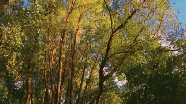 Árvores em floresta e céu azul, folhagem verde como natureza, paisagem e ambiente natural — Vídeo de Stock