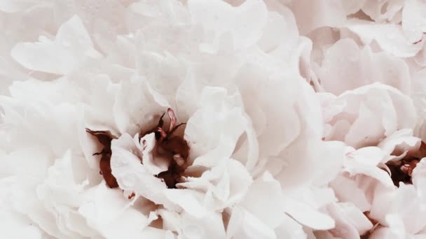 Weiße Pfingstrosen in voller Blüte, pastellfarbene Pfingstrosen als Feiertag, Hochzeit und floraler Hintergrund — Stockvideo