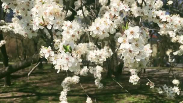 Bloeiende appelboom in groene botanische tuin, witte bloemen in bloei, natuur en bloemen — Stockvideo