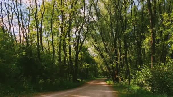 晴れた日の森の中の道、森の中のハイキング道、緑の木々の自然、風景、自然環境などの歩道 — ストック動画