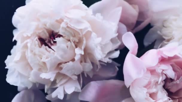 Pastel pioenroos bloemen in bloei als vakantie, bruiloft en bloemen achtergrond — Stockvideo