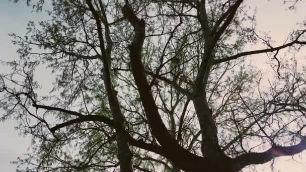 自然・景観・自然環境としてのミッドシーズンの木々や空の上 — ストック動画
