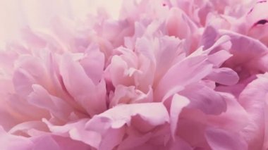 Çiçekli pembe şakayıklar, tatil olarak pastel şakayık çiçekleri, düğün ve çiçek arkaplanı.